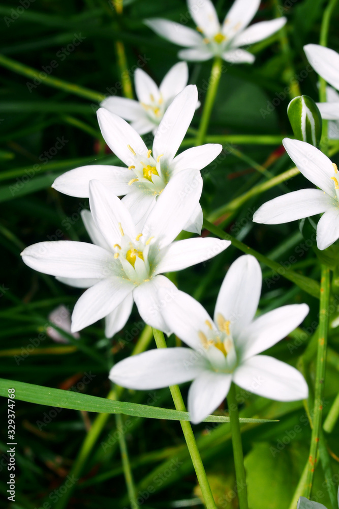 Obraz premium ホソバオオアマナ(野生化した園芸植物)