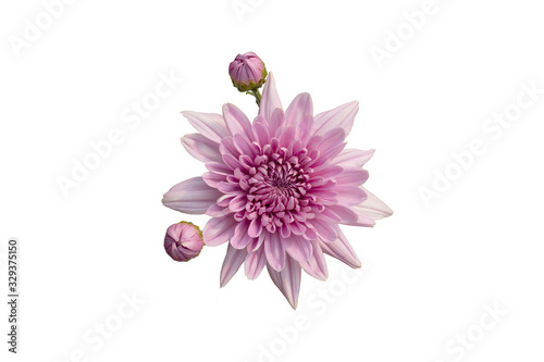 Fototapeta Naklejka Na Ścianę i Meble -  Top view of three pink Chrysanthemum (mum or chrysanths) flower on white background. Two bud and a one bloom. It 's spray type. Petal is pink. The fresh flower.