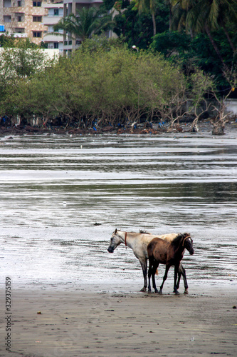 фотографія Escaped horses enjoying freedom at the polluted beach in Conakry, Guinea, West A