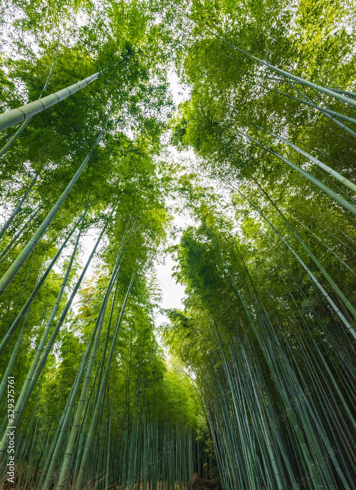 Arashiyama Bamboo Forest in Kyoto Japan Arashiyama Bamboo Forest in Kyoto Japan