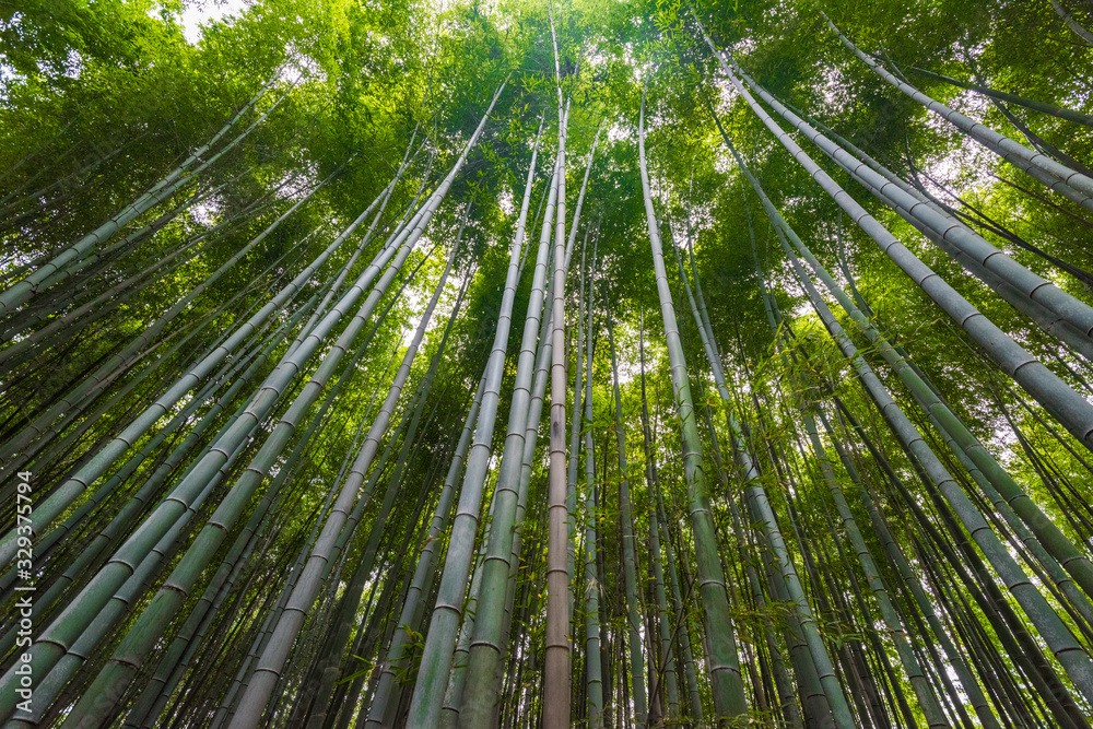Arashiyama Bamboo Forest in Kyoto Japan Arashiyama Bamboo Forest in Kyoto Japan