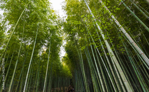 Arashiyama Bamboo Forest in Kyoto Japan