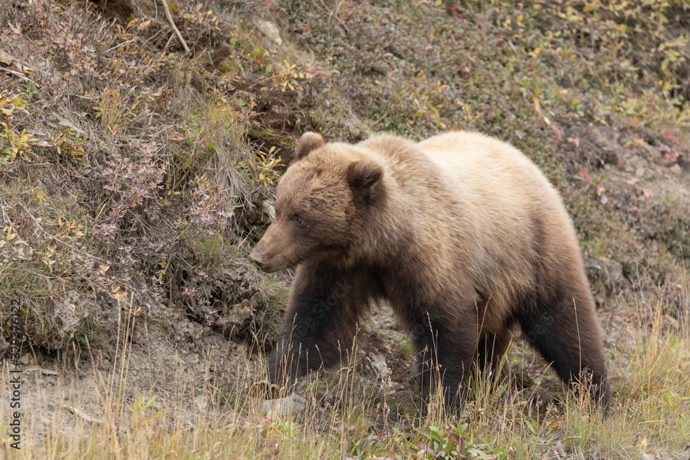 Grizzly Bear in Autumn in Denali National Park Alaska Grizzly Bear in Autumn in Denali National Park Alaska