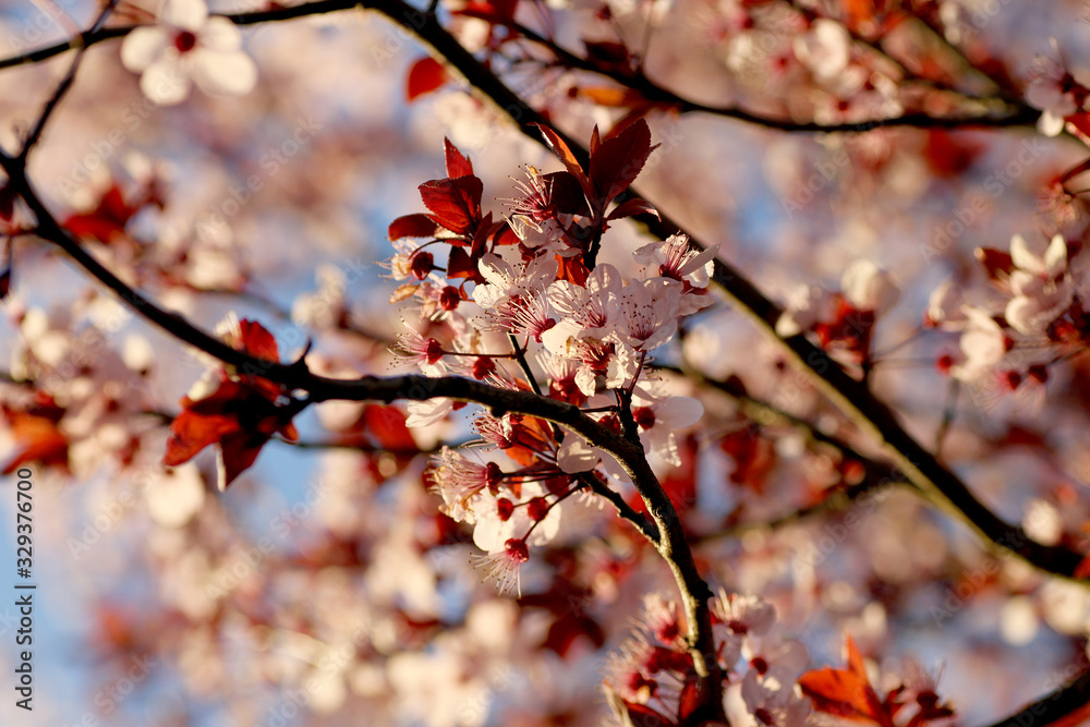 Cherry plum blossom