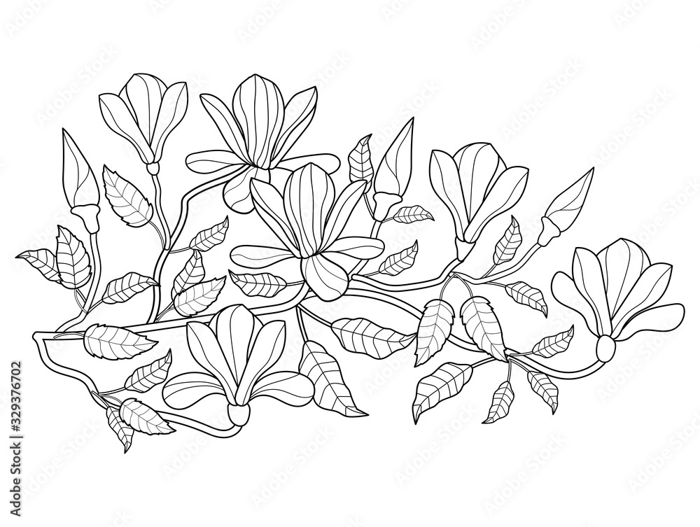 blooming Magnolia. branch with leaves and flowers. black and white outline drawing by hand. pattern for embroidery. coloring book for children and adults. print, greeting card . Doodle style. blooming Magnolia. branch with leaves and flowers. black and white outline drawing by hand. pattern for embroidery. coloring book for children and adults. print, greeting card . Doodle style.