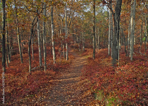 Autumn Trail