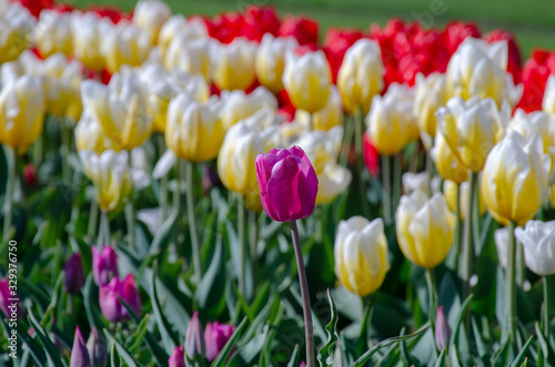 Many blooming multi-colored tulips in a spring park