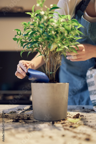 Unrecognizable girl replants green houseplant in pot
