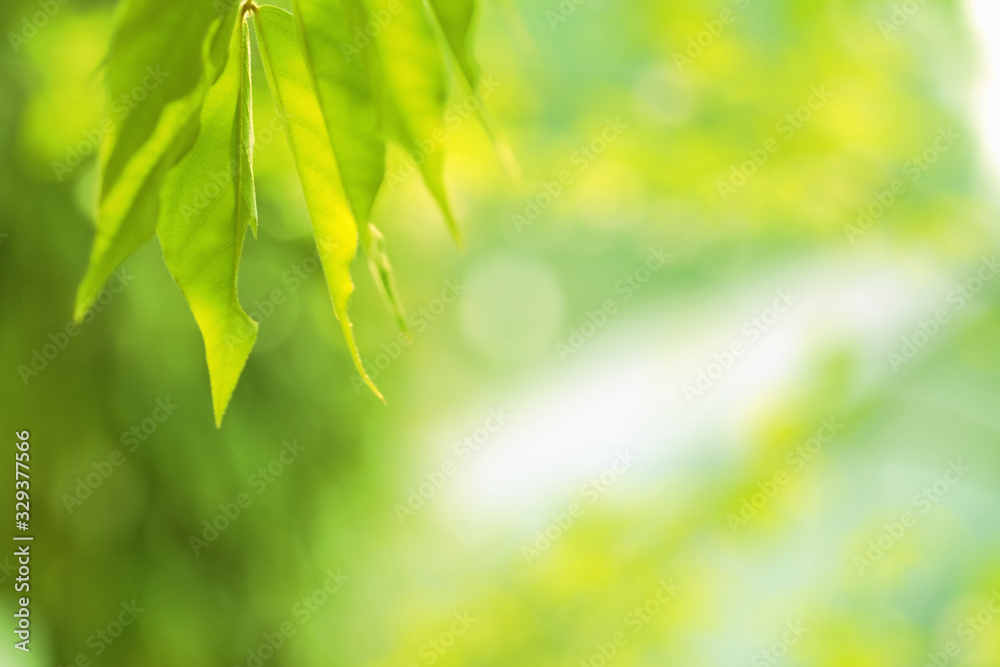 Tropical green leaves in garden with copy space. Tropical green leaves in garden with copy space.