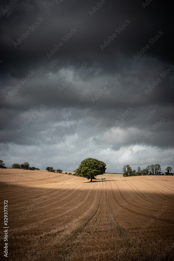 Fototapeta premium a single tree in a fields with storm clouds and light crossing over the fields