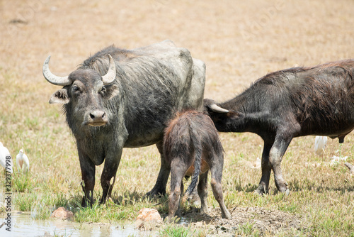 water buffalo