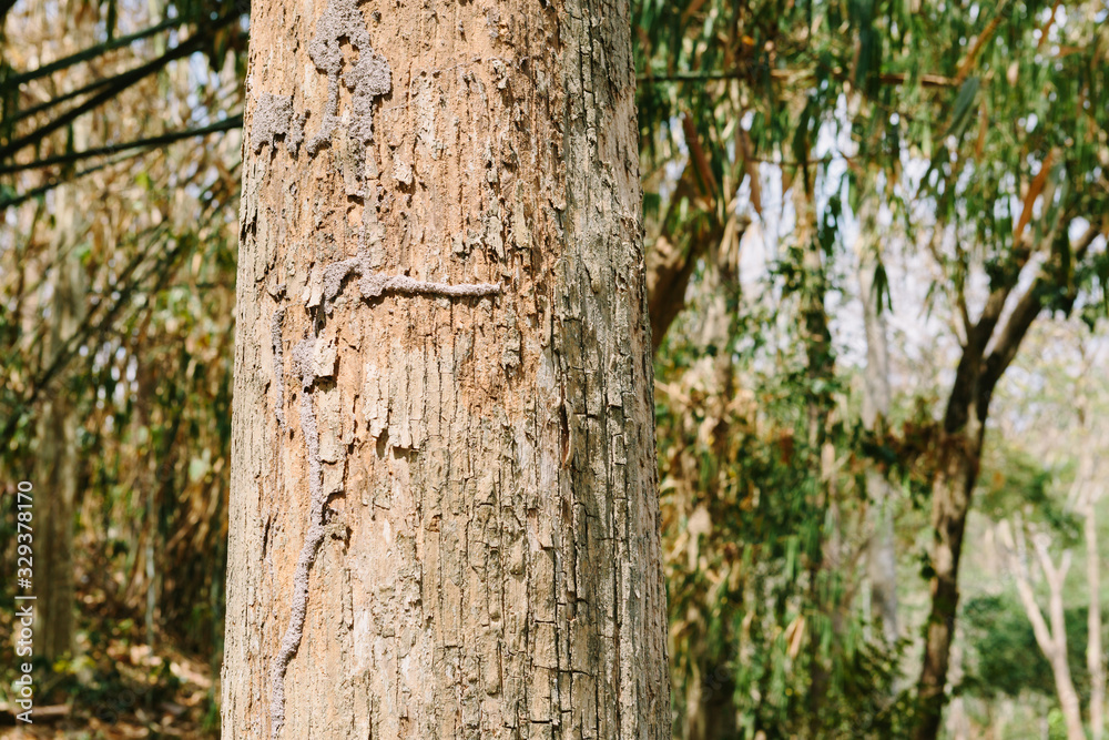 Teak tree in the forest with blurred background Teak tree in the forest with blurred background