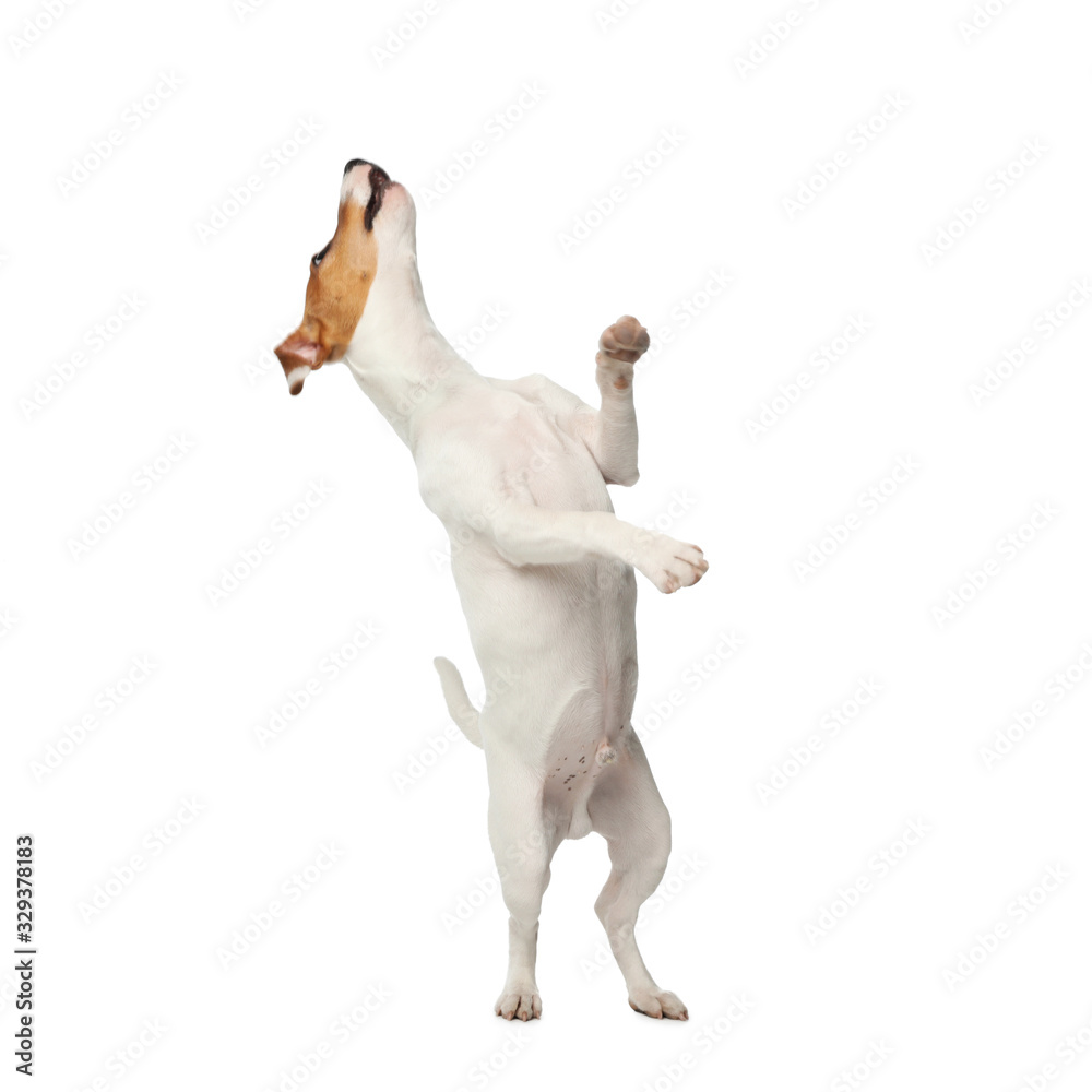 Cute Jack Russel Terrier on white background. Lovely dog