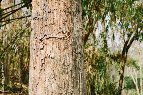 Fototapeta Naklejka Na Ścianę i Meble -  Teak tree in the forest with blurred background