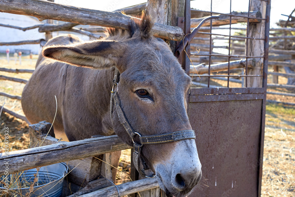 Fototapeta premium Donkey farm Close-up photo of a donkey. Funny donkey on the farm. Small livestock farm.