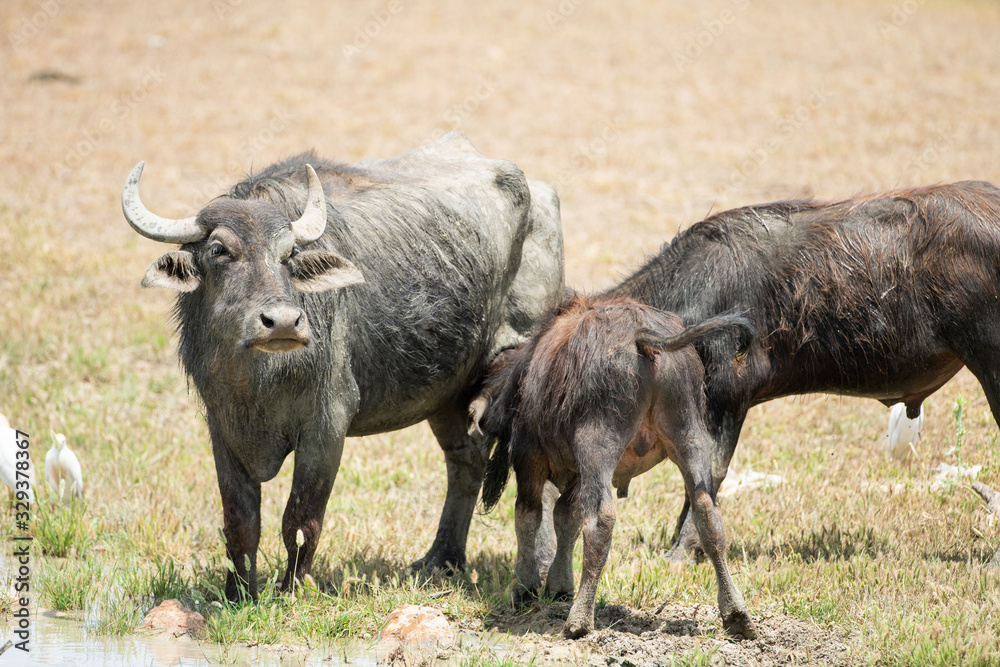 water buffalo water buffalo