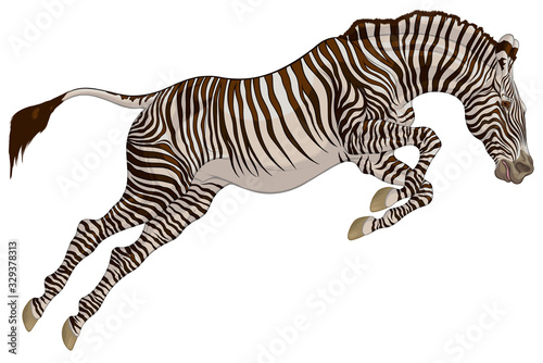 Striped stallion overcomes an obstacle. Zebra at the beginning of the jump. Colored vector illustration for safari and wildlife tourism. © mariia