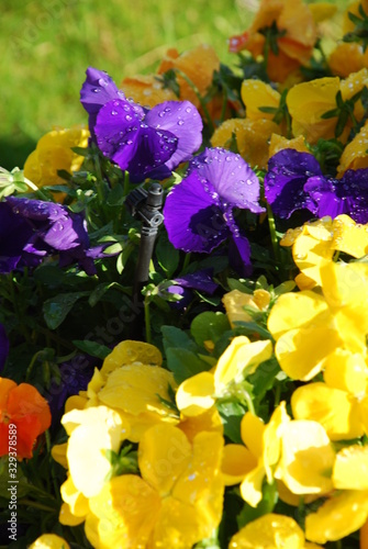 purple yellow dew petunias