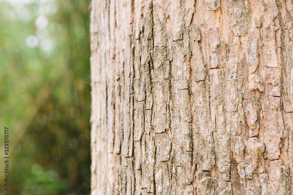 Teak tree in the forest with blurred background Teak tree in the forest with blurred background