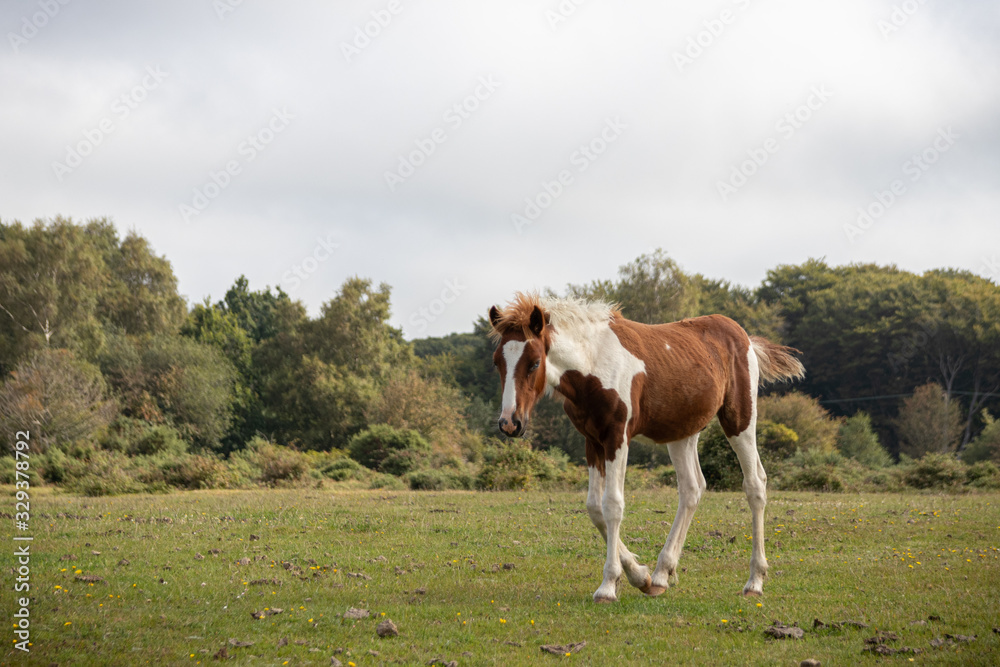 A young wild new forest pony running through the countryside