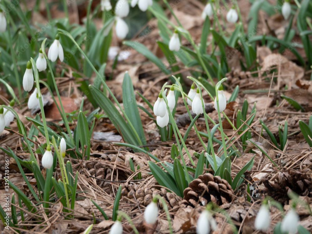 Glade with snowdrops in the spring forest. Glade with snowdrops in the spring forest.