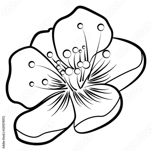 Apple blossom. Contour pattern. There is an option in the vector.
