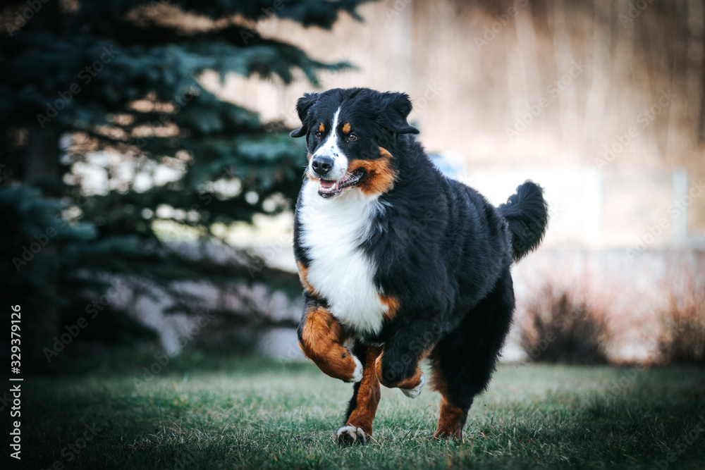 Bernese mountain dog in the park. Bernese mountain dog in the park.