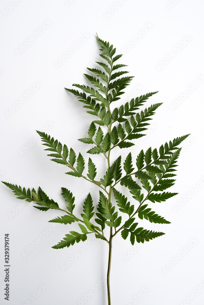 Fern isolated on white background