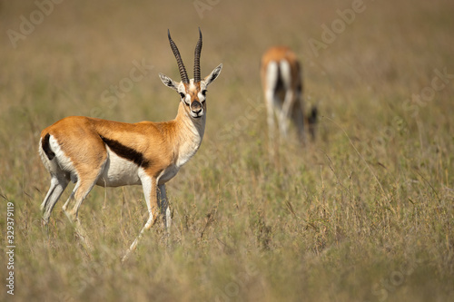 homson's gazelle (Eudorcas thomsonii) is one of the best-known gazelles. It is named after explorer Joseph Thomson and is sometimes referred to as a "tommie".