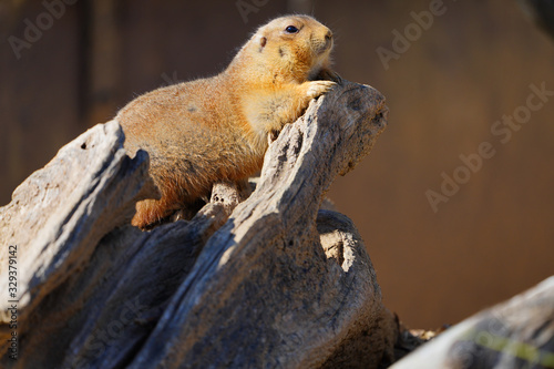 View of a black-tailed prairie dog