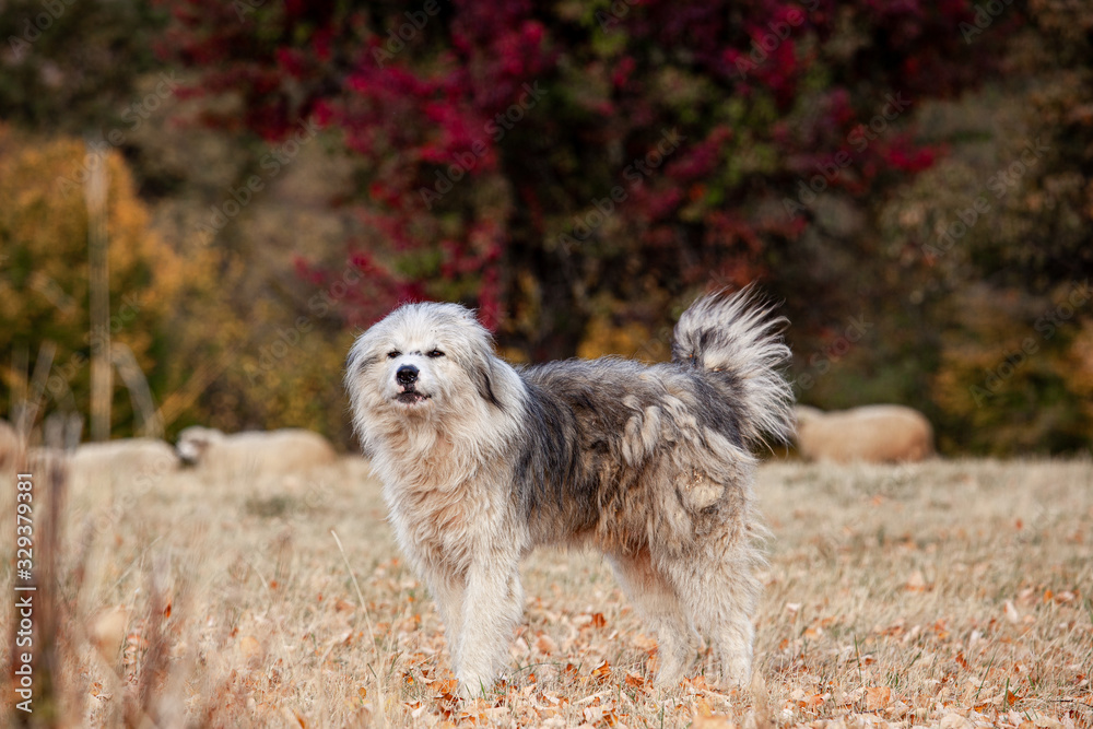 Shepherd dog in Romania