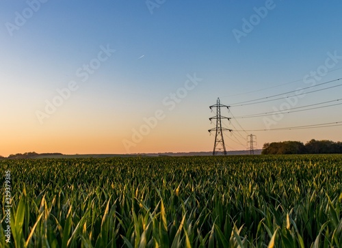 A single electricity pylon in a wheat field in the countryside photo