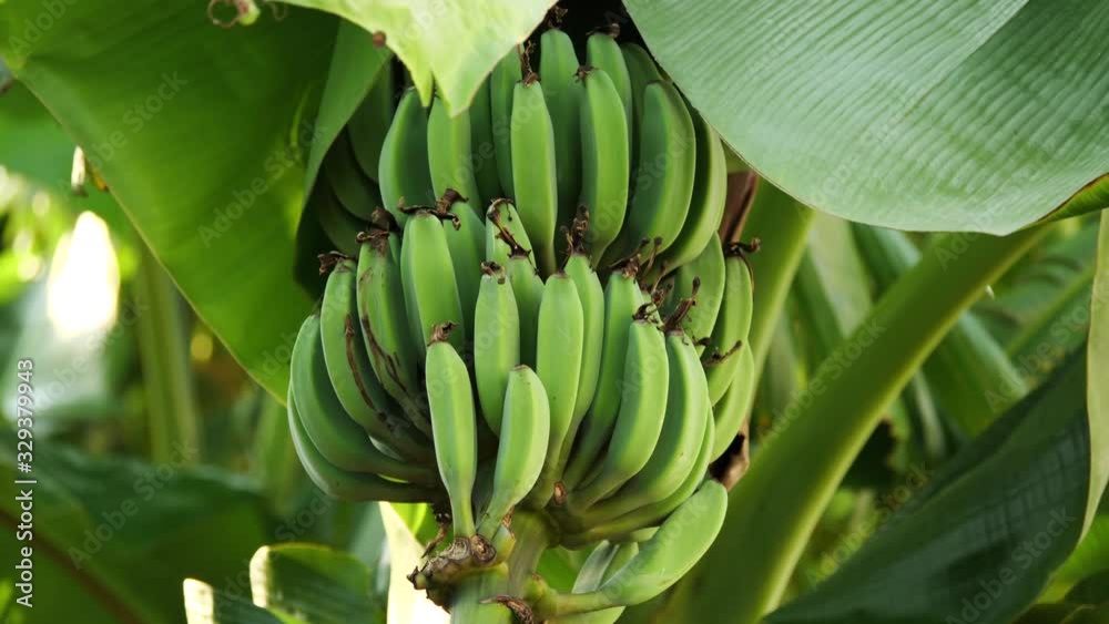 Green bananas on the tree