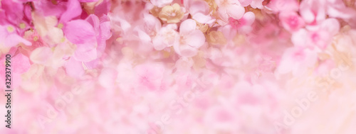 Floral background. Banner with delicate pink flowers