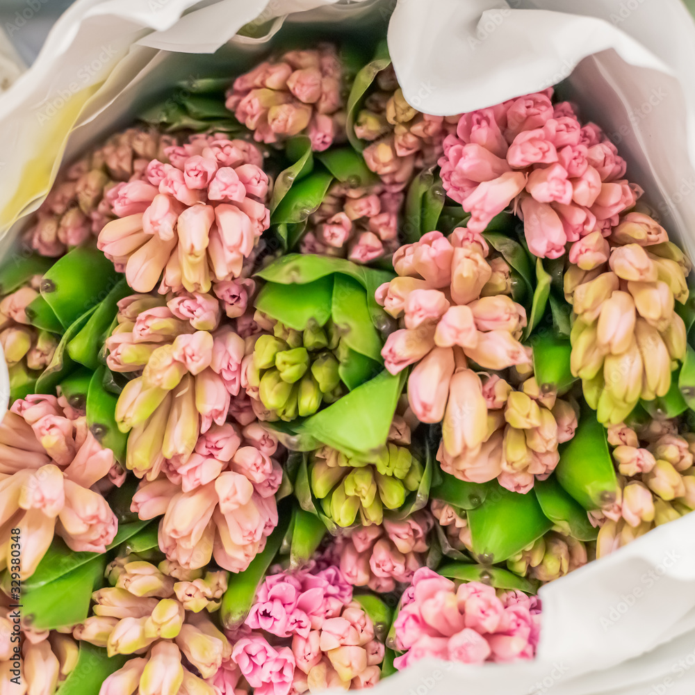 Beautiful bouquet of pink hyacinths. Mother's day.