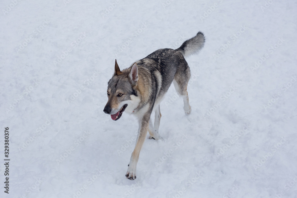 Naklejka premium Czechoslovak wolfdog is running on a white snow in the winter park. Pet animals.