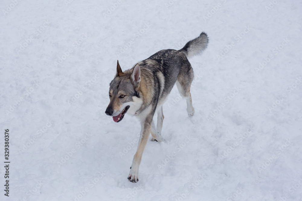 Czechoslovak wolfdog is running on a white snow in the winter park. Pet animals.