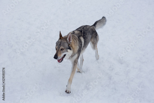 Czechoslovak wolfdog is running on a white snow in the winter park. Pet animals. © tikhomirovsergey