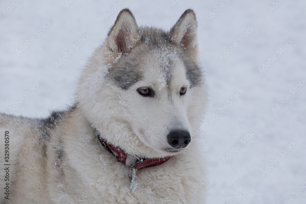 Portrait of cute siberian husky is lying on a white snow. Pet animals.