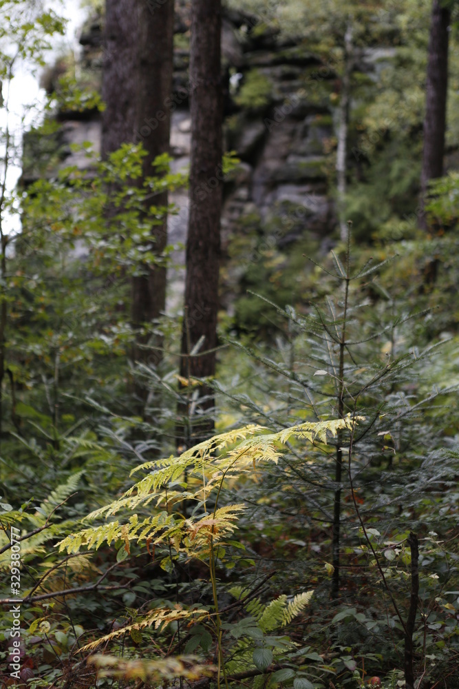 Wald