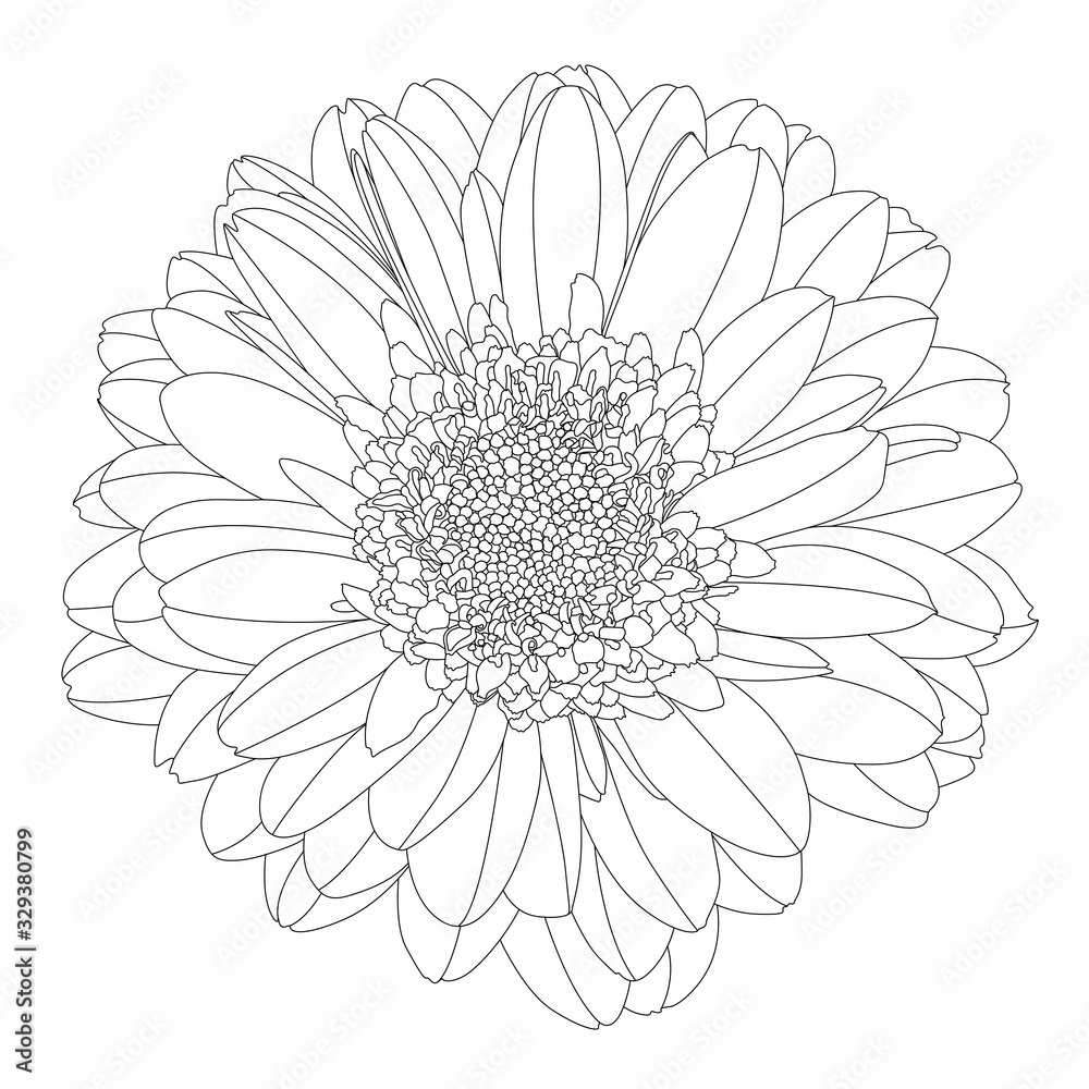 Beautiful monochrome, line, black and white gerbera flower isolated. Hand-drawn contour lines and strokes.