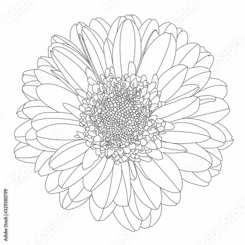 Fototapeta Naklejka Na Ścianę i Meble -  Beautiful monochrome, line, black and white gerbera flower isolated. Hand-drawn contour lines and strokes.