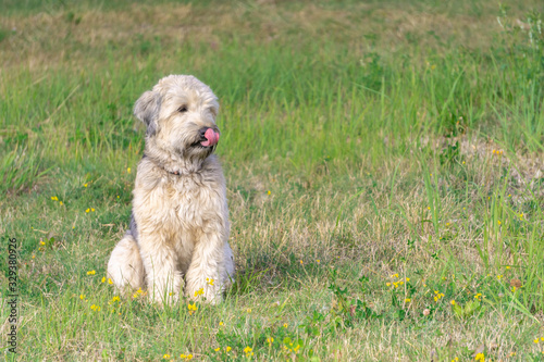 Картината върху платно Irish soft coated wheaten terrier on grass of meadow background