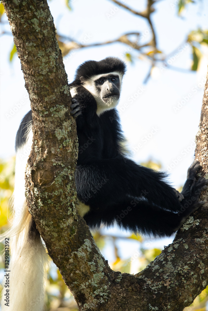 Obraz premium Mantled guereza (Colobus guereza), also known simply as the guereza, the eastern black-and-white colobus, or the Abyssinian black-and-white colobus