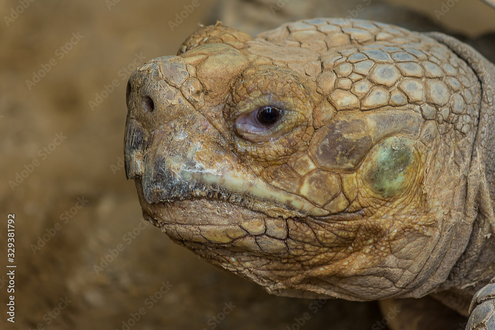 Portrait of Desert tortoise (Gopherus agassizii) Portrait of Desert tortoise (Gopherus agassizii)