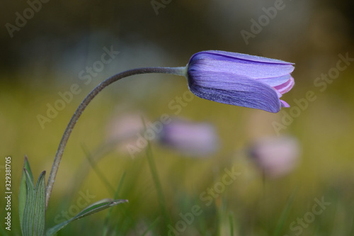 Close-up of wildflower in bloom in a country neadow  photo