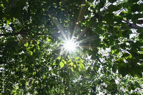 The beam of the beautiful sun shines through the trees in the garden with dense green trees. The landscape in the forest has a sunny background.