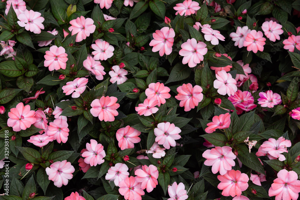 Park densely opened pink Impatiens Park densely opened pink Impatiens