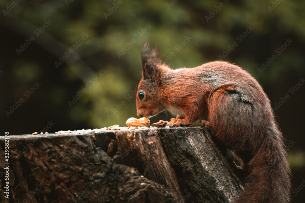 a wild red squirrel on a tree stump feeding on nuts