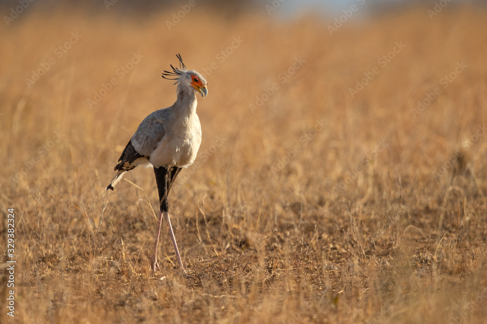 secretarybird or secretary bird (Sagittarius serpentarius) is a large, mostly terrestrial bird of prey. Endemic to Africa, it is usually found in the open grasslands
